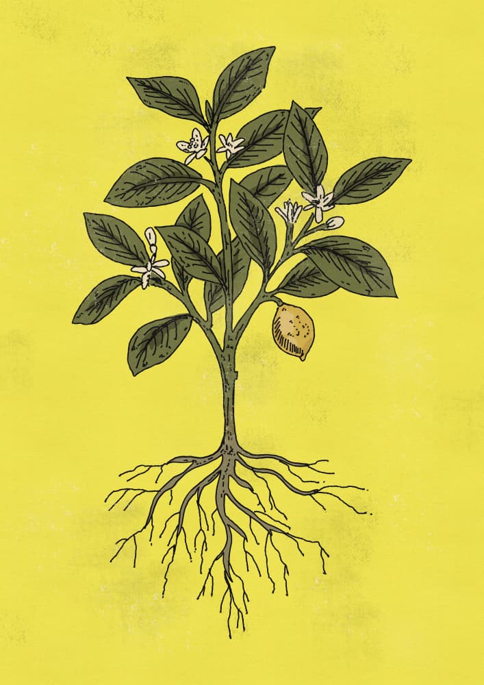 Lemon Tree With Roots by Nicholas — canvas wall art