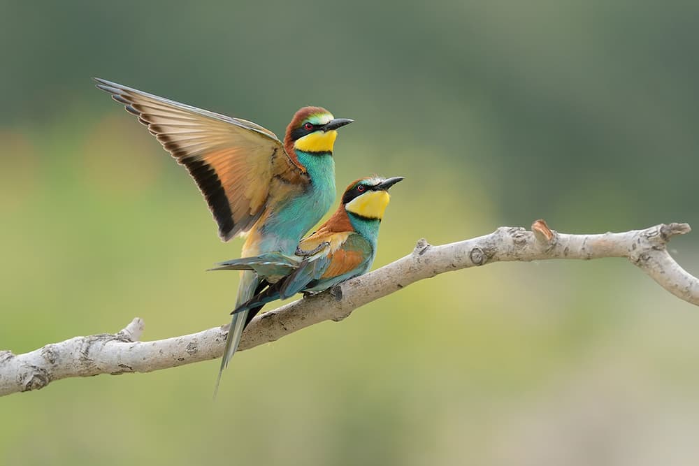 Vibrant Bee-eater Pair by Marco Pozzi — canvas wall art