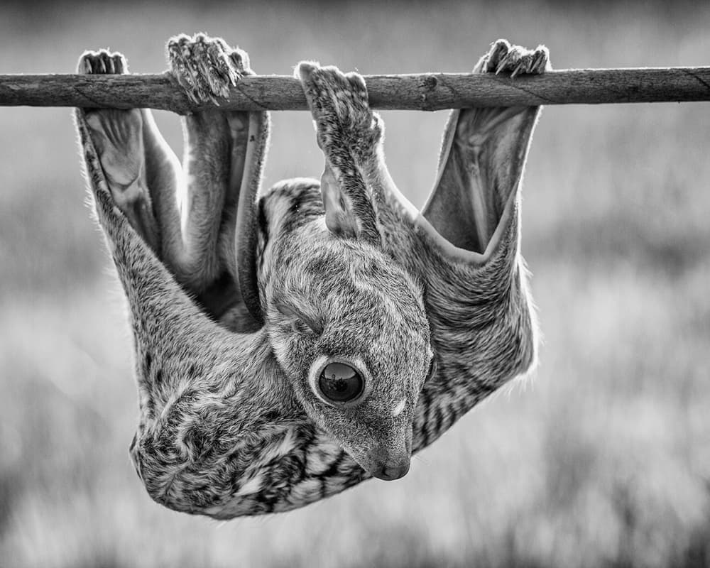 Hanging Colugo Stare by Hendy Mp — canvas wall art