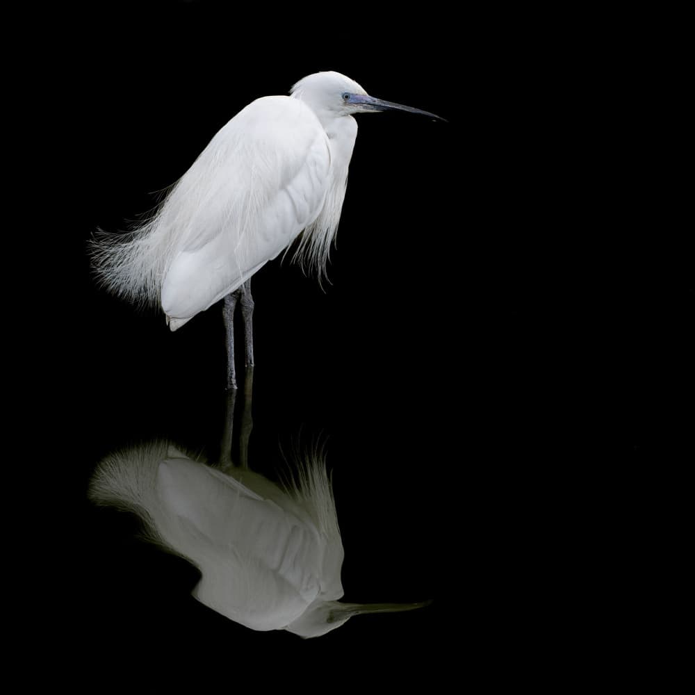 Graceful Egret Reflection by Mathilde Guillemot — canvas wall art
