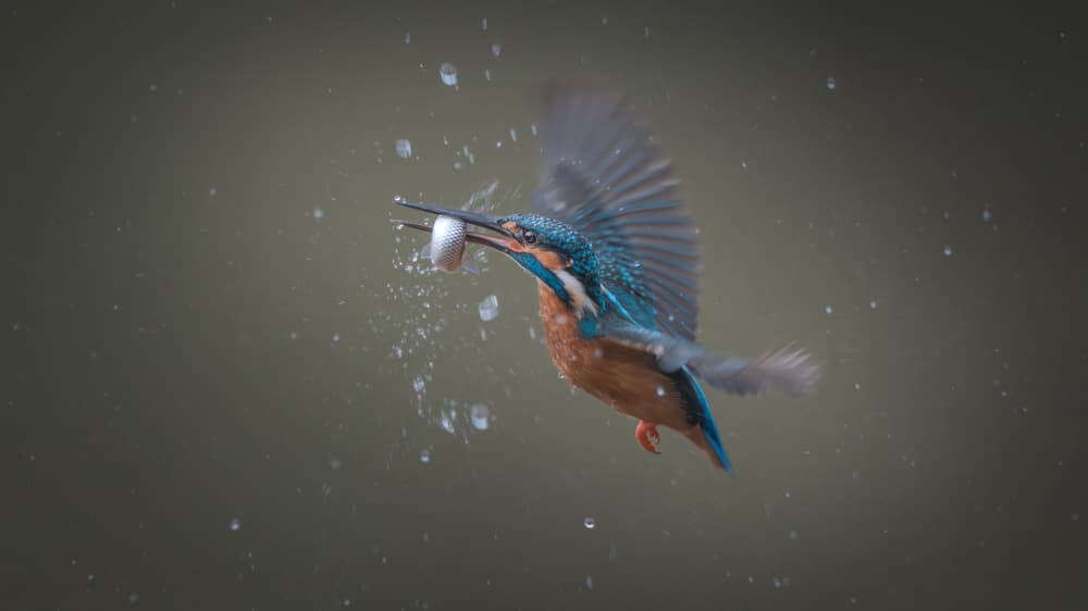 Dynamic Kingfisher Catch by tianhuayu — canvas wall art