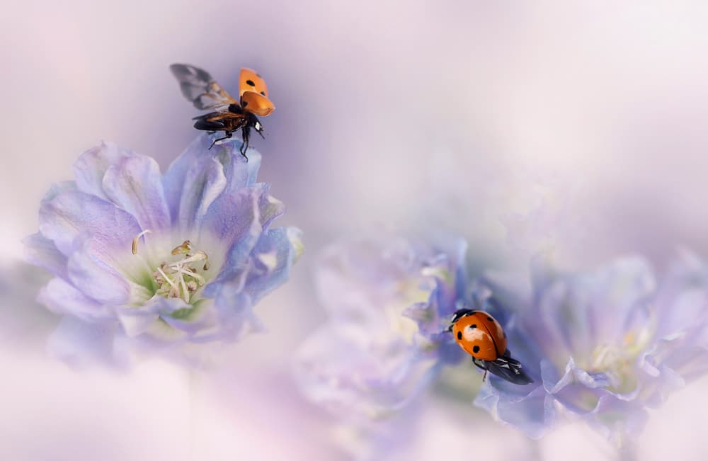 Gentle Ladybug Flight by Ellen van Deelen — canvas wall art