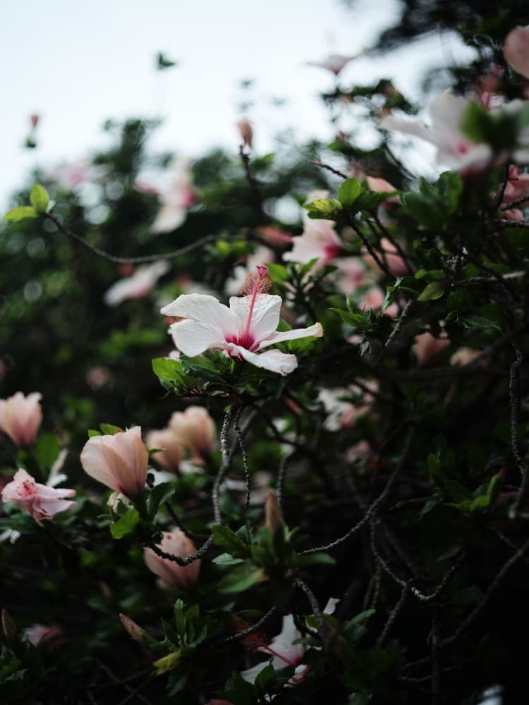 Blossoms in Bloom by Shot by Clint — canvas wall art