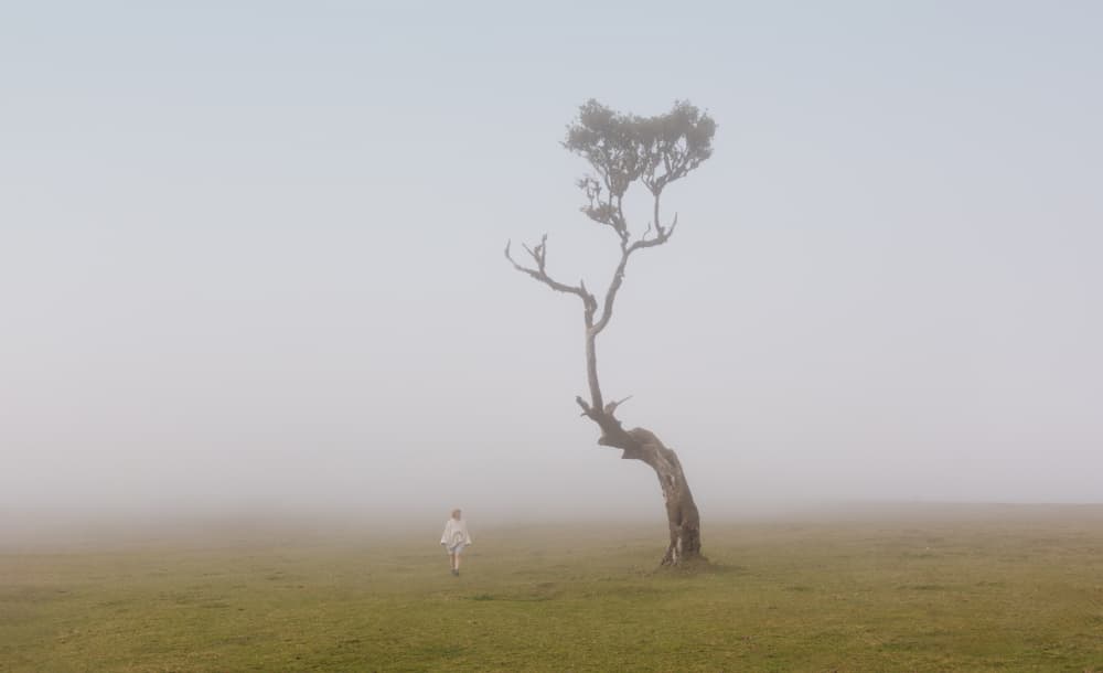 Lone Tree in Fog by Dianne Mao — canvas wall art