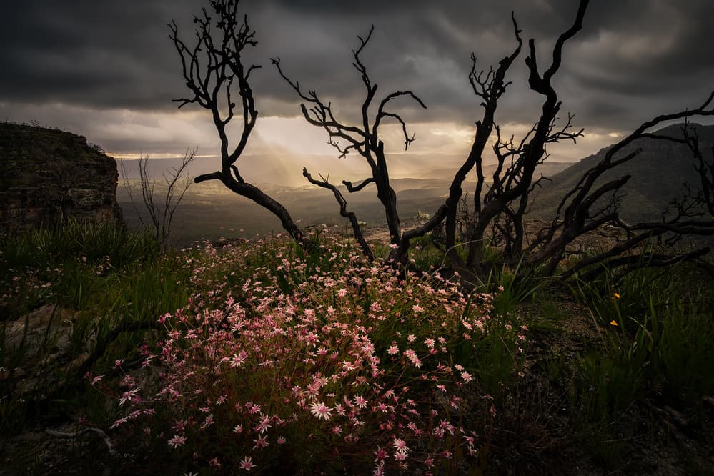 Dramatic Bloom Valley View by Yan Zhang — canvas wall art