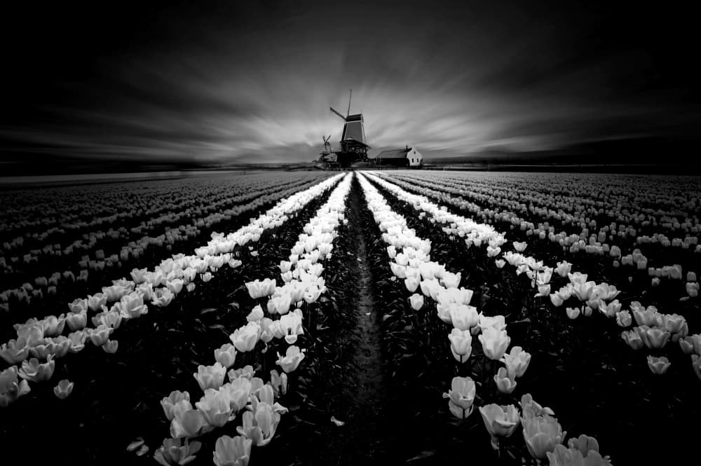 Dutch Tulip Field Windmills by Jiahong Zeng — canvas wall art