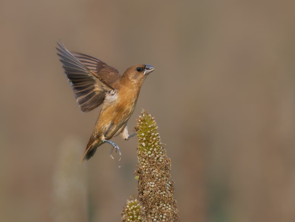 Flying Brown Bird by Rajat Dhesi — canvas wall art