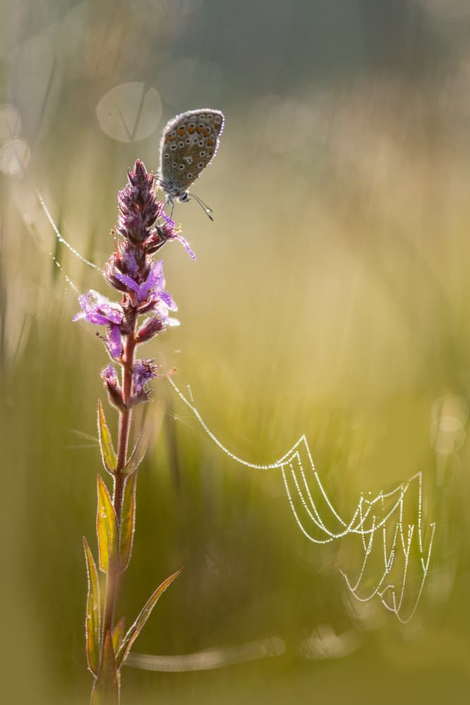 Morning Light Butterfly by brigitte van krimpen — canvas wall art