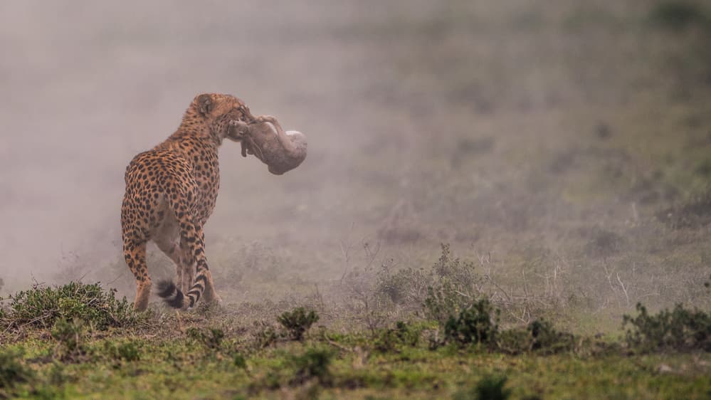 Dusty Cheetah Hunt by Mohammed Alnaser — canvas wall art