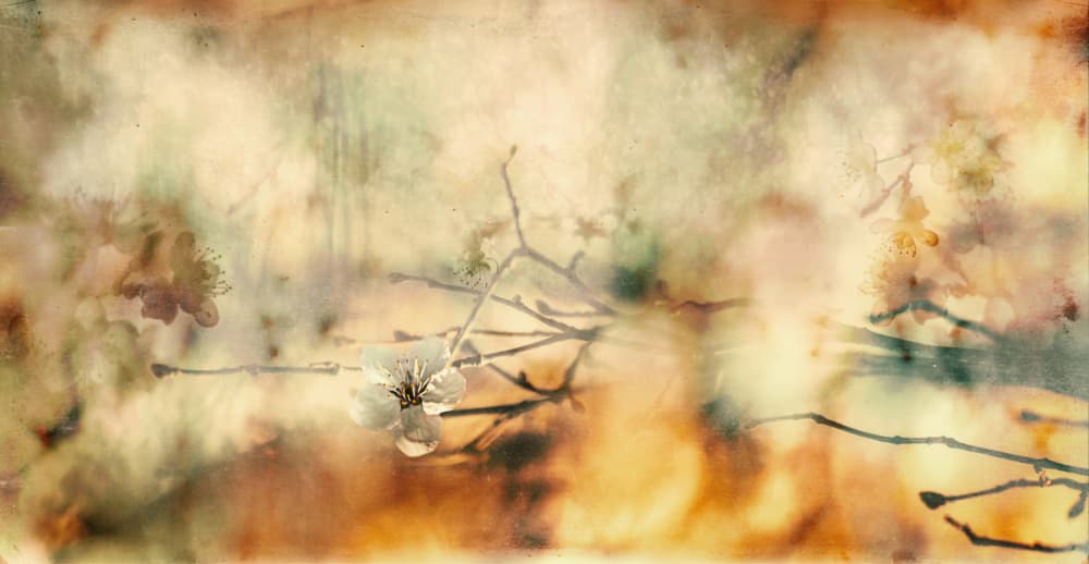 Delicate Blossom Dream by Desislava Ignatova — canvas wall art
