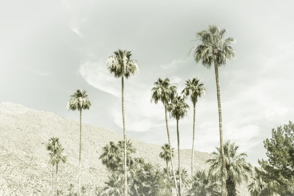 Vintage Desert Palms by Melanie Viola — canvas wall art