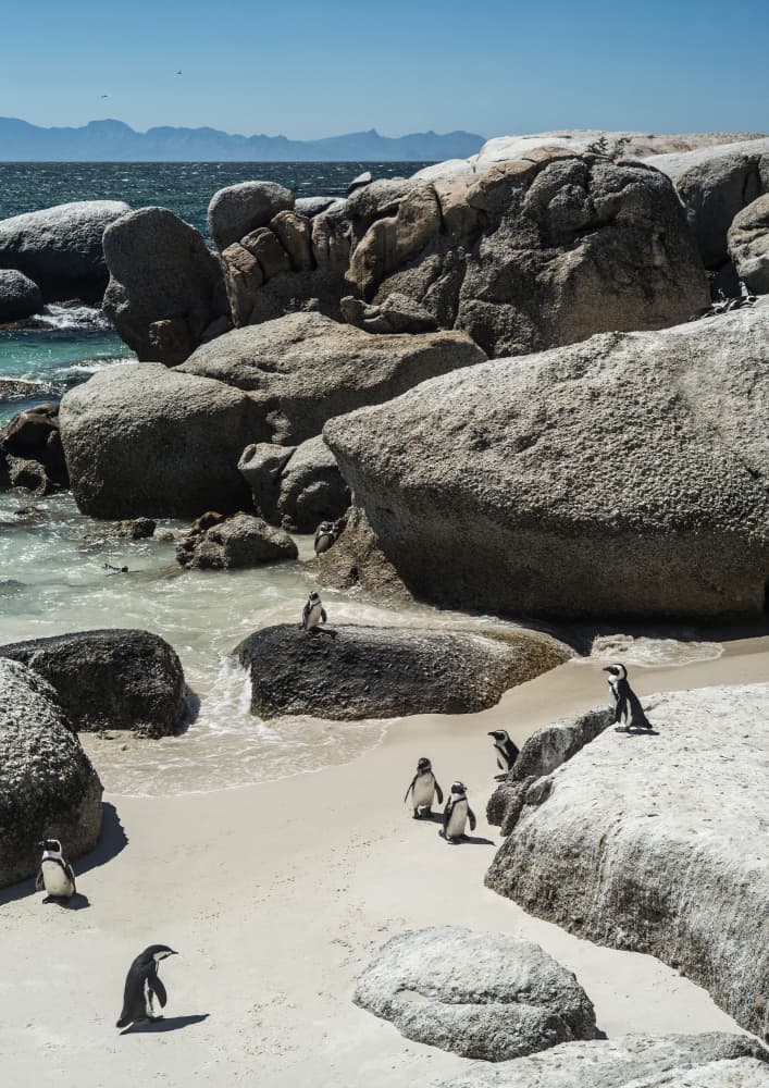 Penguin Cove Serenity by Shot by Clint — canvas wall art