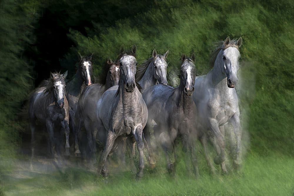 Wild Horses Galloping by Milan Malovrh — canvas wall art