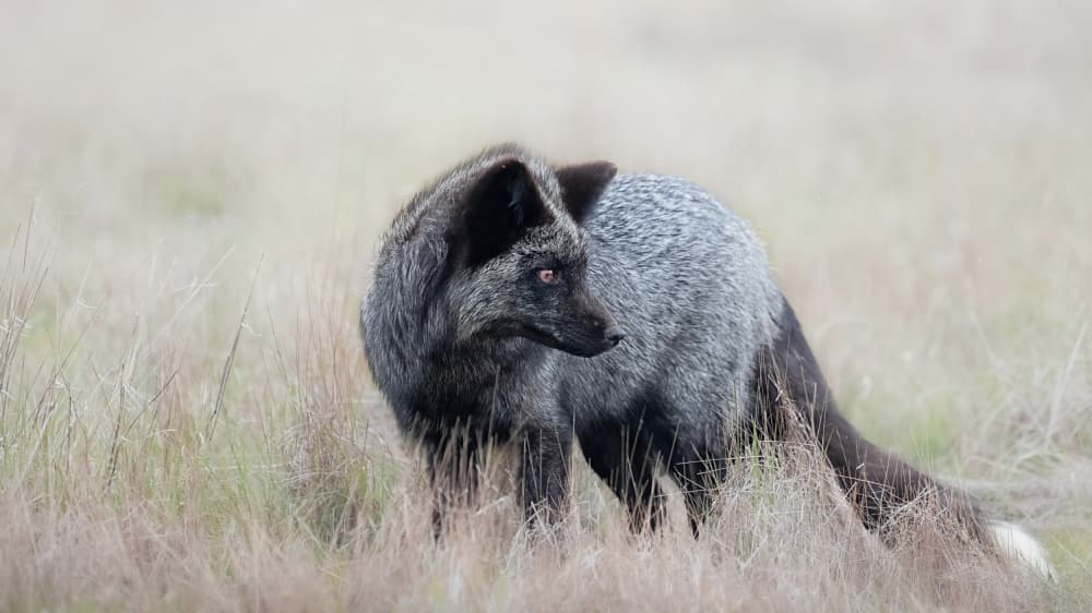 Alert Silver Fox by Hanping Xiao — canvas wall art