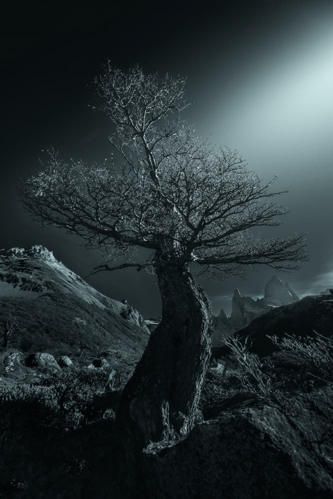 Solitary Mountain Tree by Gu and Hongchao — canvas wall art
