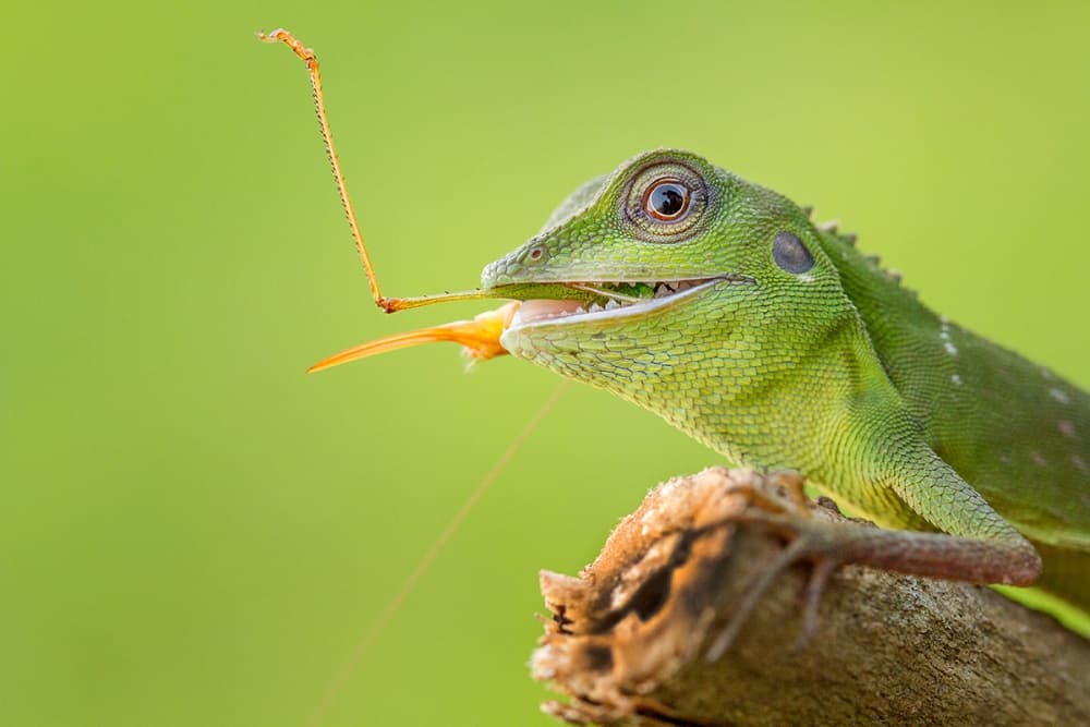 Green Lizard's Leggy Snack by Hendy Mp — canvas wall art