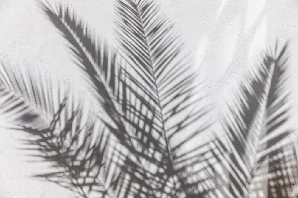 Tropical Shadow Play by Mareike Böhmer — canvas wall art