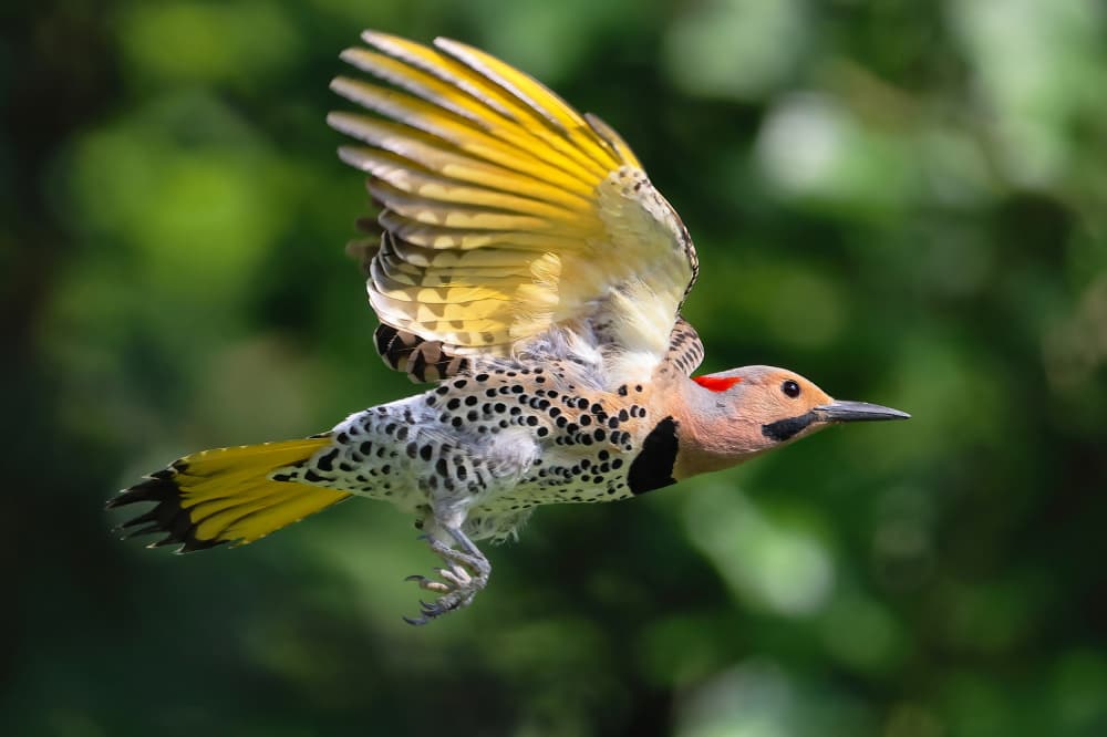 Northern Flicker Flight by Gavin Lam — canvas wall art