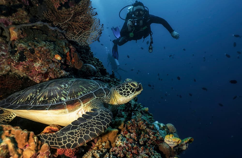 Green Sea Turtle Encounter by Stan Huang — canvas wall art