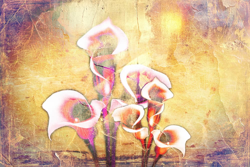 Warm Calla Lilies by Rafal Kulik — canvas wall art