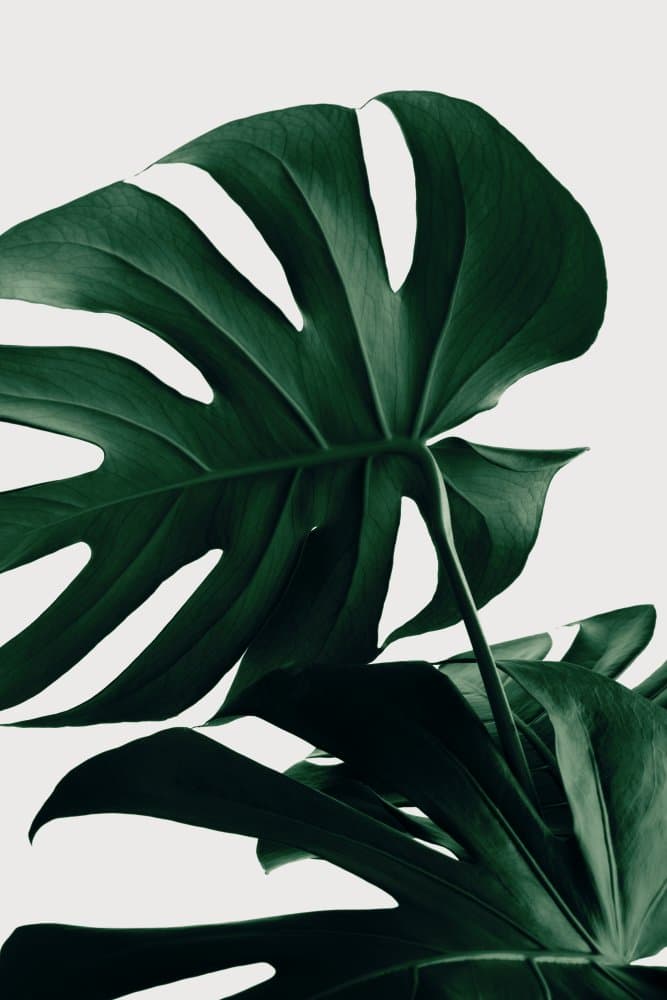 Lush Green Monstera by Pictufy Studio III — canvas wall art