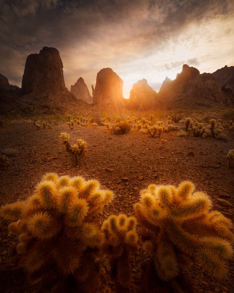 Golden Cholla Sunset by Siyu_Wei APA — canvas wall art