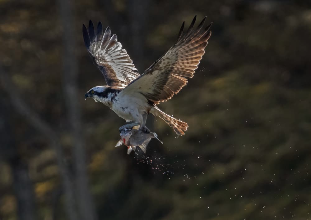 Flying Osprey With Fish by Allan Wallberg — canvas wall art