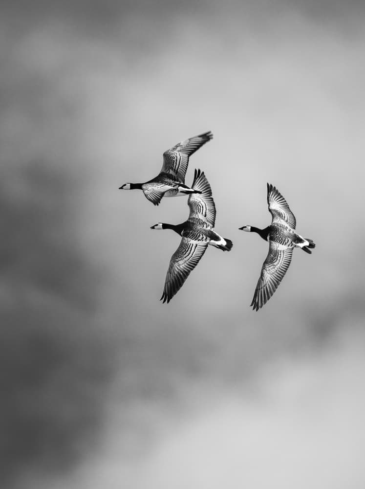 Barnacle Geese Soaring by Rajat Dhesi — canvas wall art