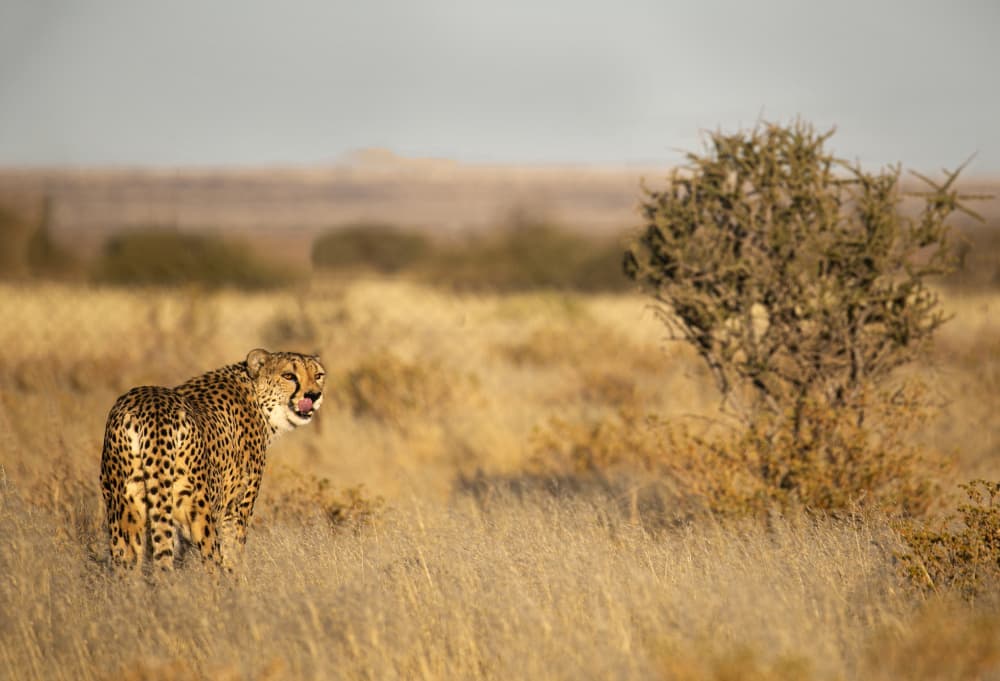 Cheetah in Golden Grass by Iris Wiener — canvas wall art
