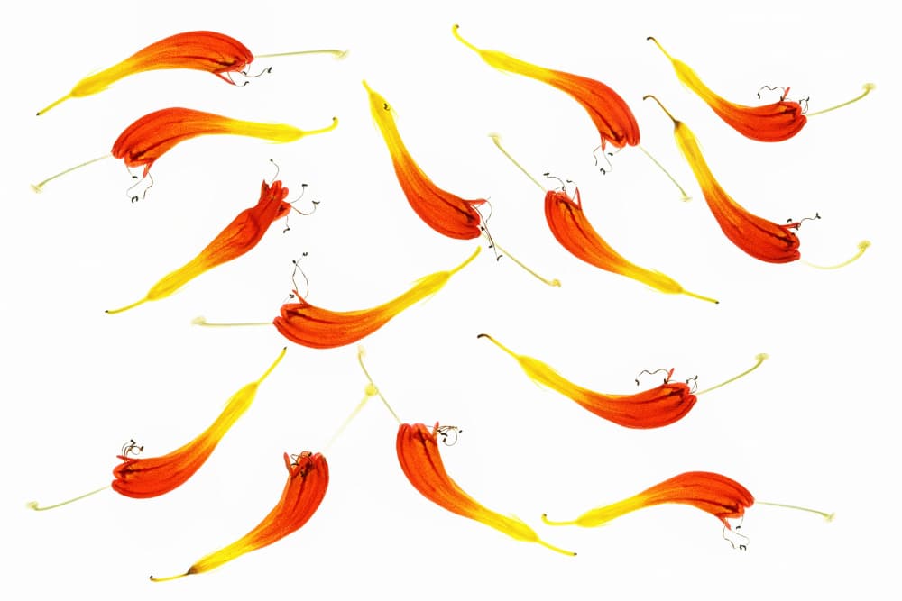 Dancing Flower Petals by Lucie Gagnon — canvas wall art