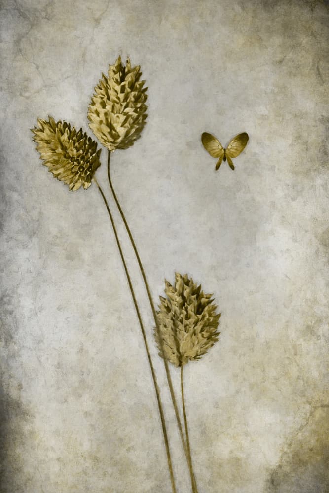 Vintage Botanical Butterfly by Cicek Kiral — canvas wall art