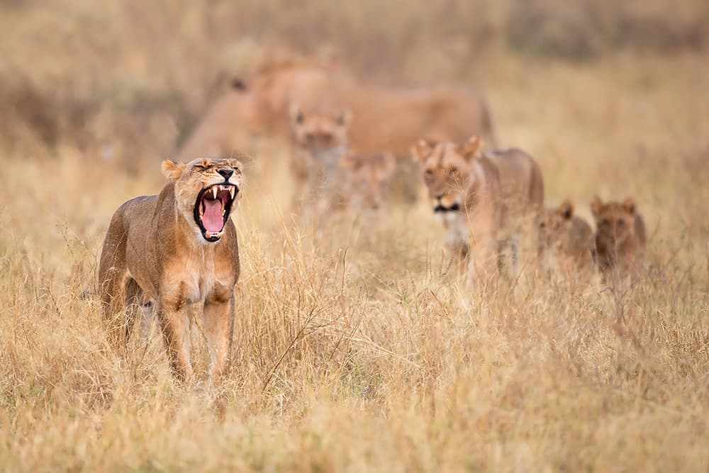 Yawning Lioness and Cubs by Marco Pozzi — canvas wall art