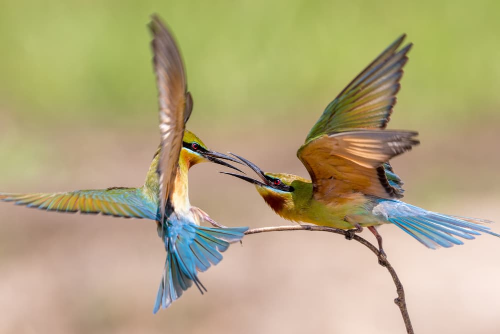 Colorful Birds Interact by HuongHoang — canvas wall art