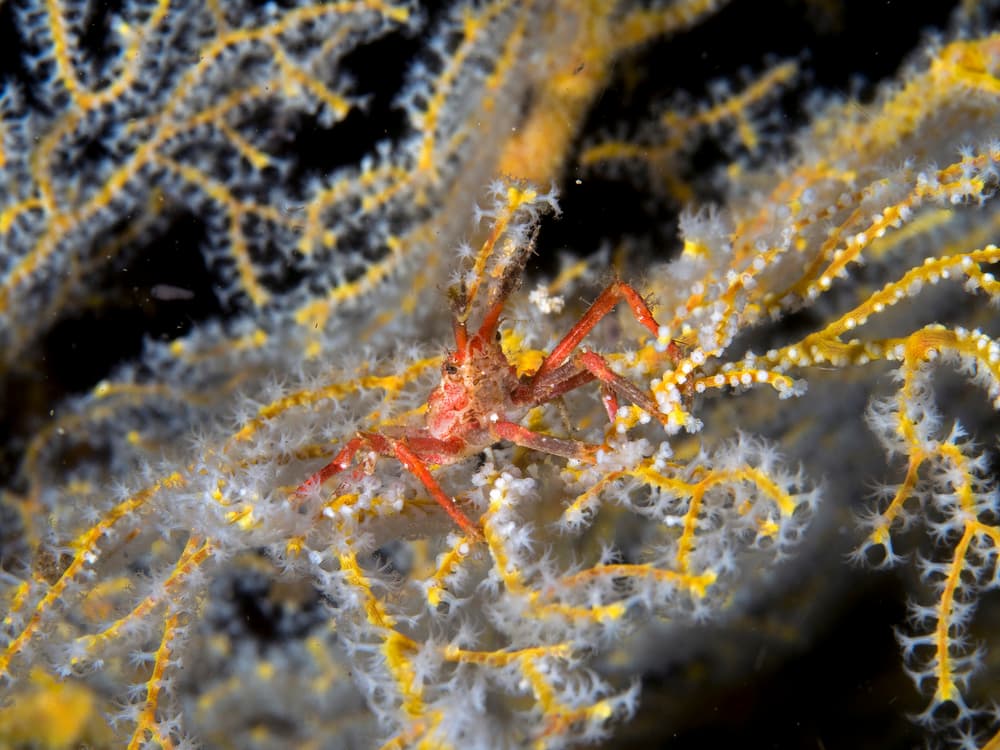 Red Crab on Coral by Ilan Ben Tov — canvas wall art