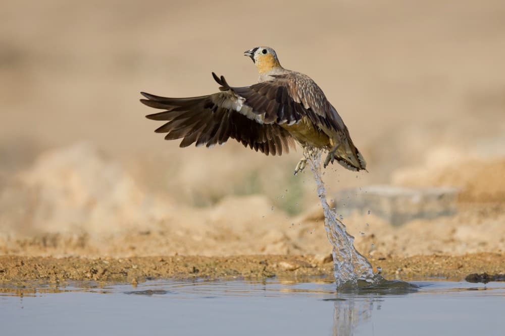 Desert Bird Water Takeoff by David Manusevich — canvas wall art