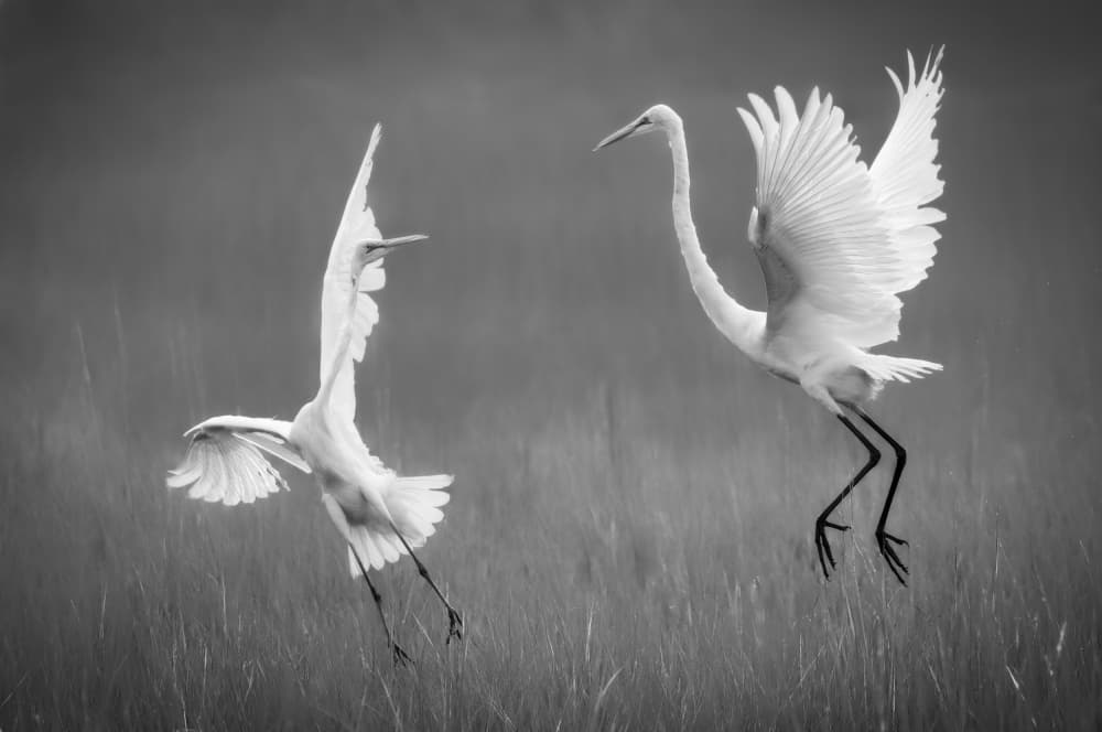 Graceful Egret Pair by Xiaobing Tian — canvas wall art