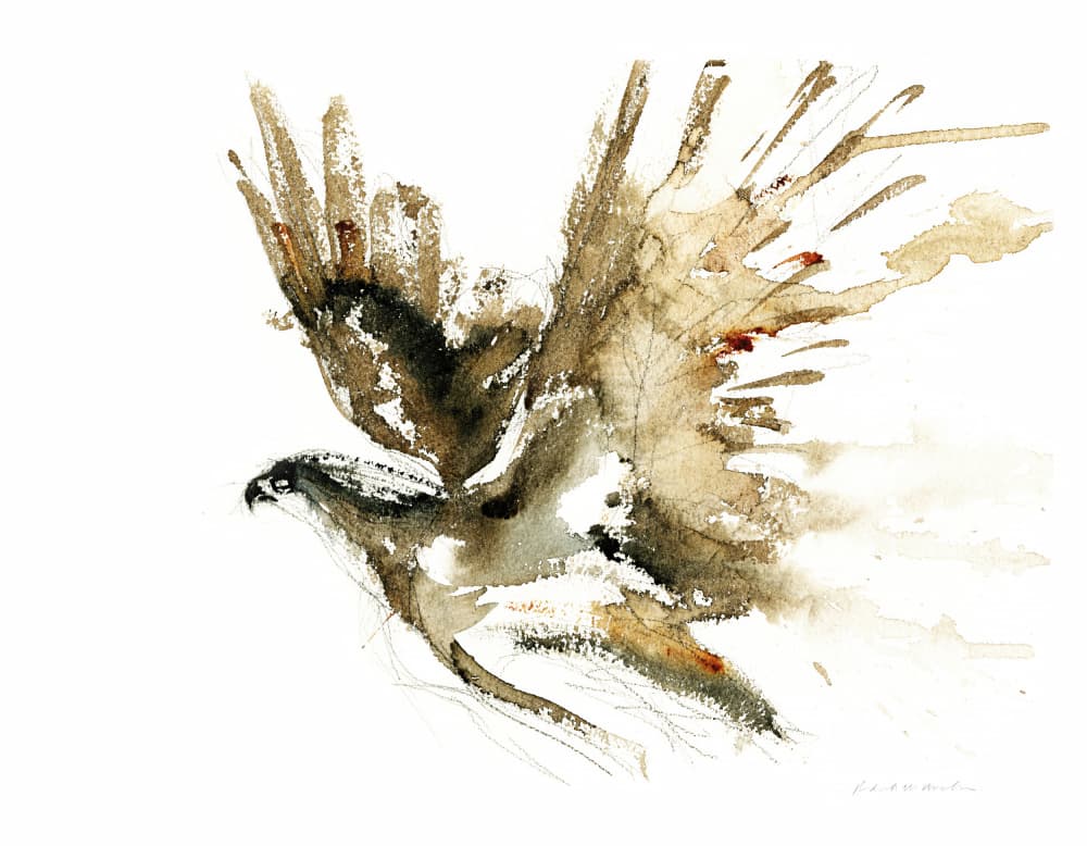 Flying Hawk Watercolor by RodMacIver — canvas wall art