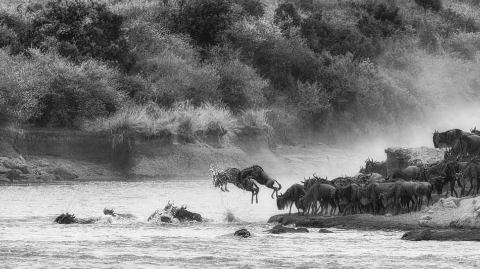 Great Migration Crossing by Mohammed Alnaser — canvas wall art