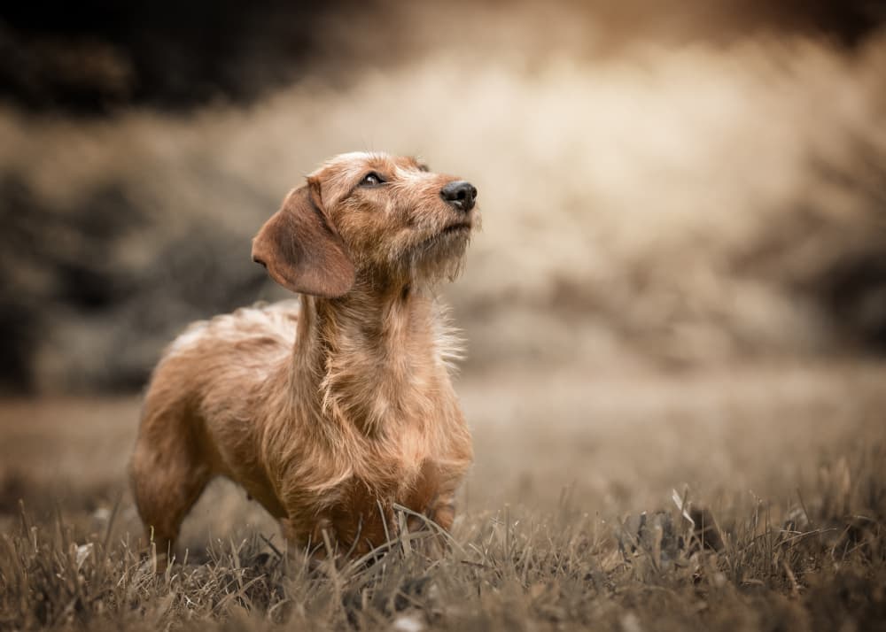 Curious Wirehaired Dachshund by Christiane Heggemann — canvas wall art