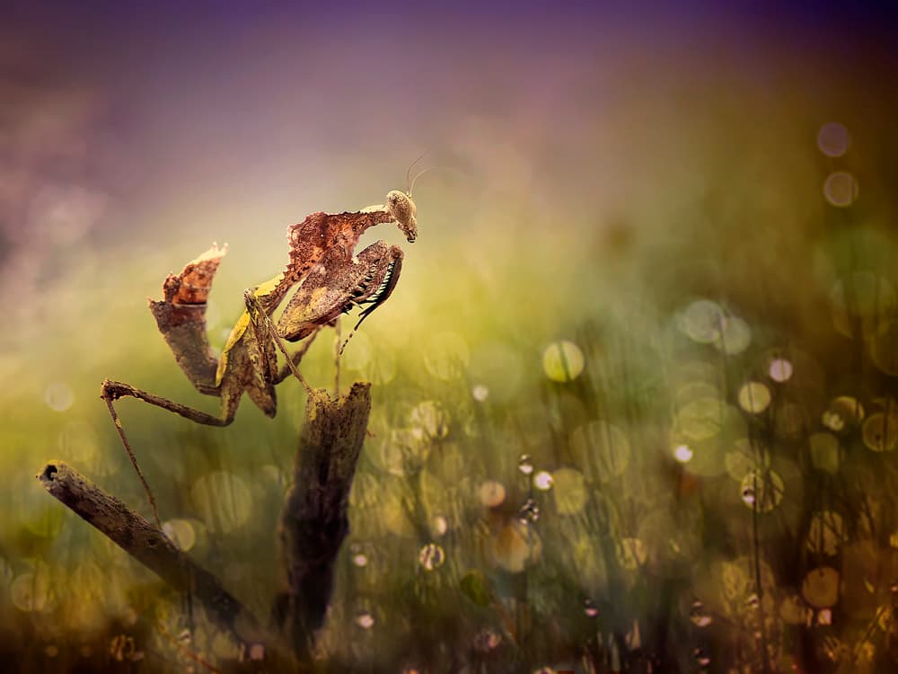 Mantis In Morning Dew by Fauzan Maududdin — canvas wall art