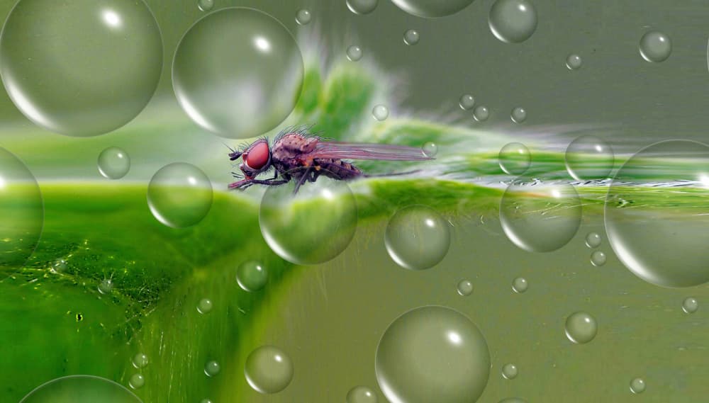 Fly Amidst Dewdrops by Thierry Dufour — canvas wall art