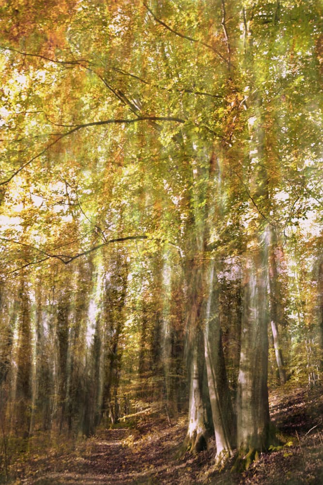 Enchanted Forest Path by Christina Sillen — canvas wall art