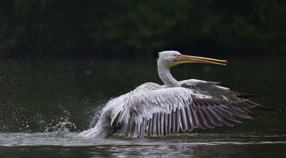 Pelican Splashing Water by C.S. Tjandra — canvas wall art