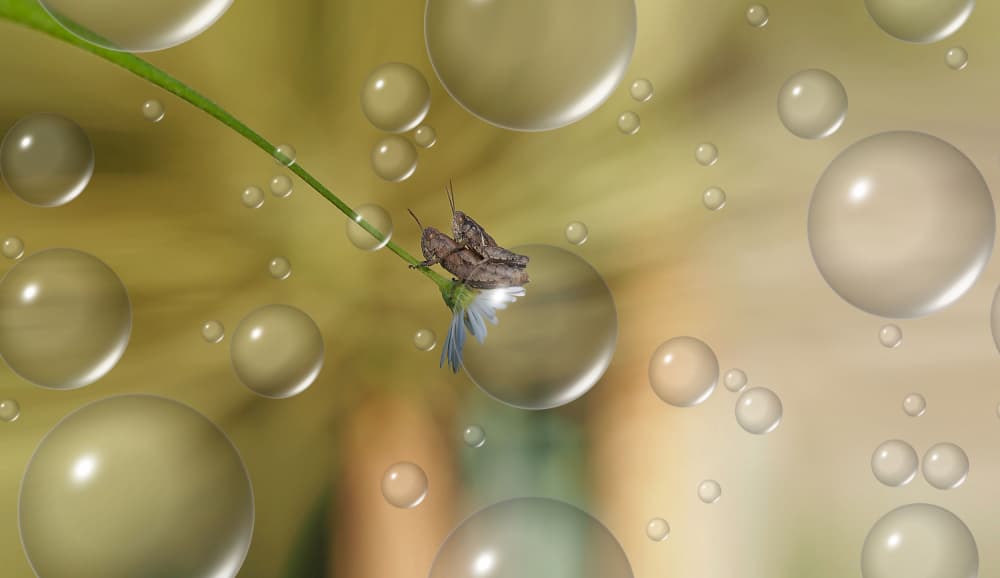 Dreamy Insects And Bubbles by Thierry Dufour — canvas wall art