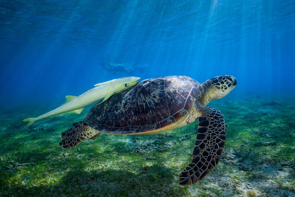 Green Sea Turtle Swim by Barathieu Gabriel — canvas wall art