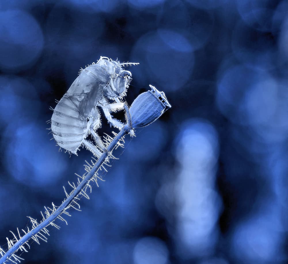 Blue Cicada Exoskeleton by Thierry Dufour — canvas wall art