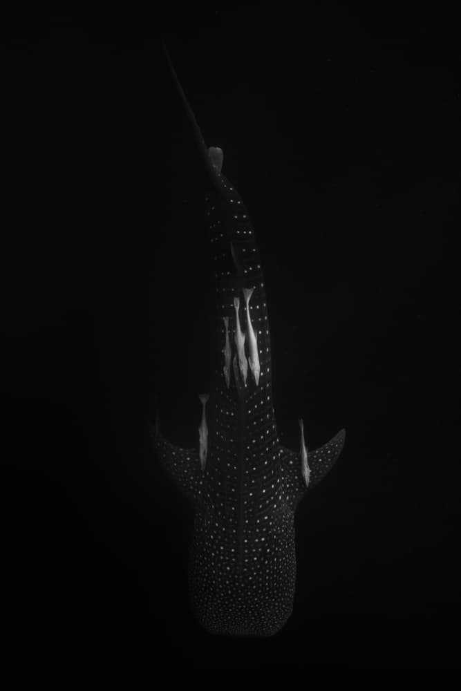 Majestic Whale Shark by Serge Melesan — canvas wall art