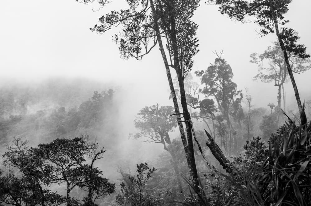 Misty Forest Canopy by Photolovers — canvas wall art