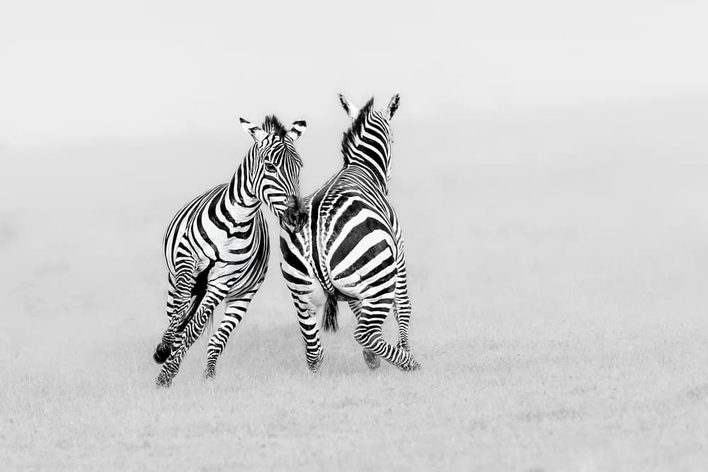 Wild Zebras Play by Jun Zuo — canvas wall art