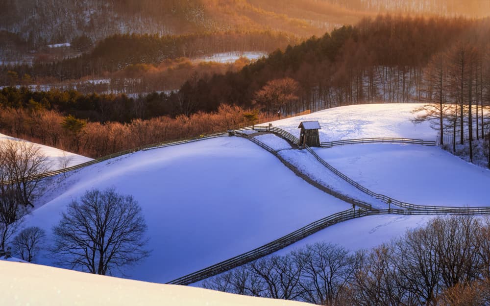 Winding Snowy Path by Tiger Seo — canvas wall art